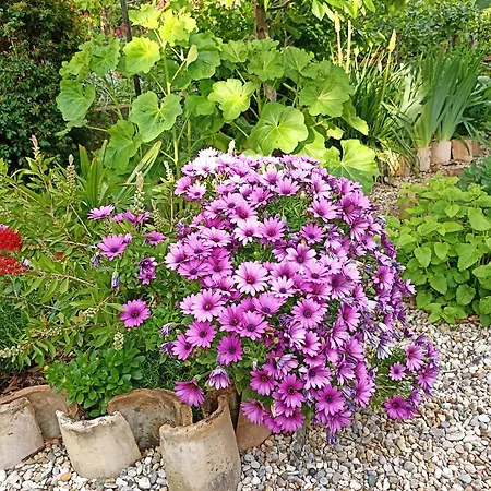 דירה With A Garden View רייקה