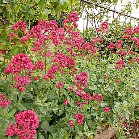 With A Garden View